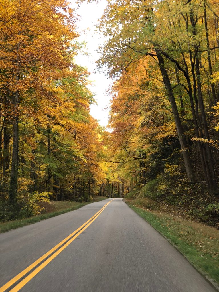 On Little River Road to Clingmans Dome