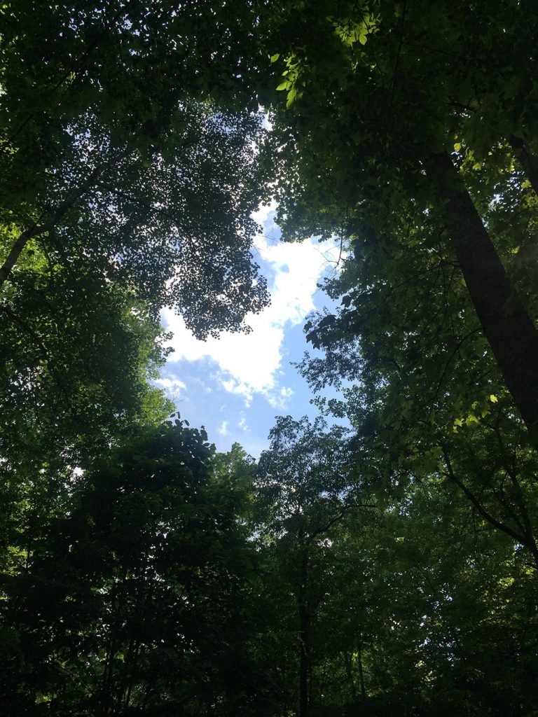 View from Hammocks at Elkmont Campground Smoky Mountains 