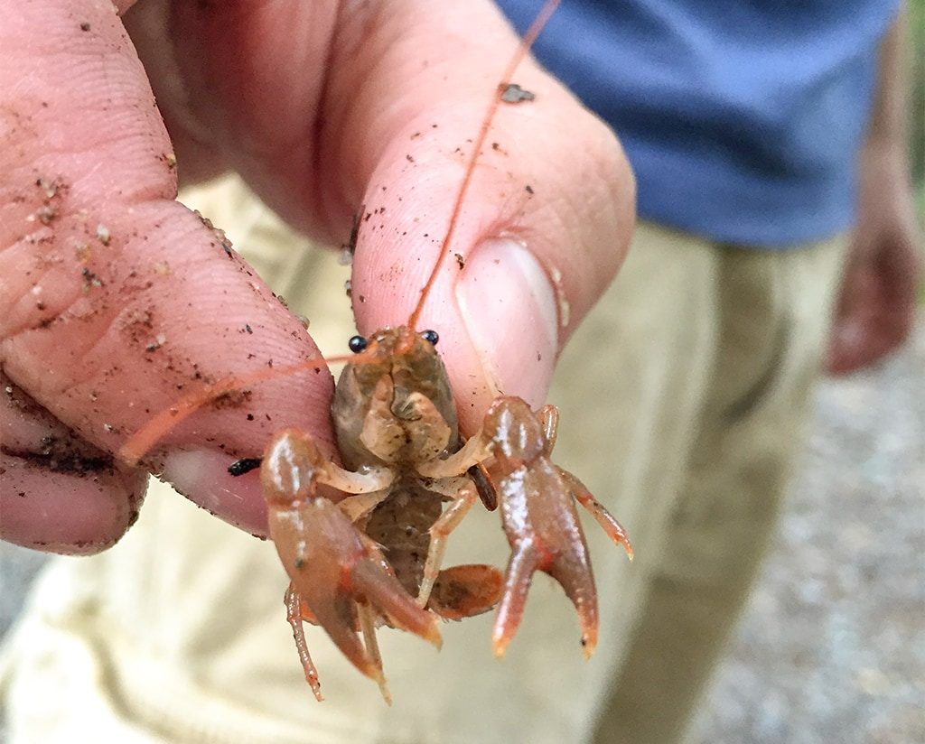 Crawdad at Elkmont Campground Smoky Mountains