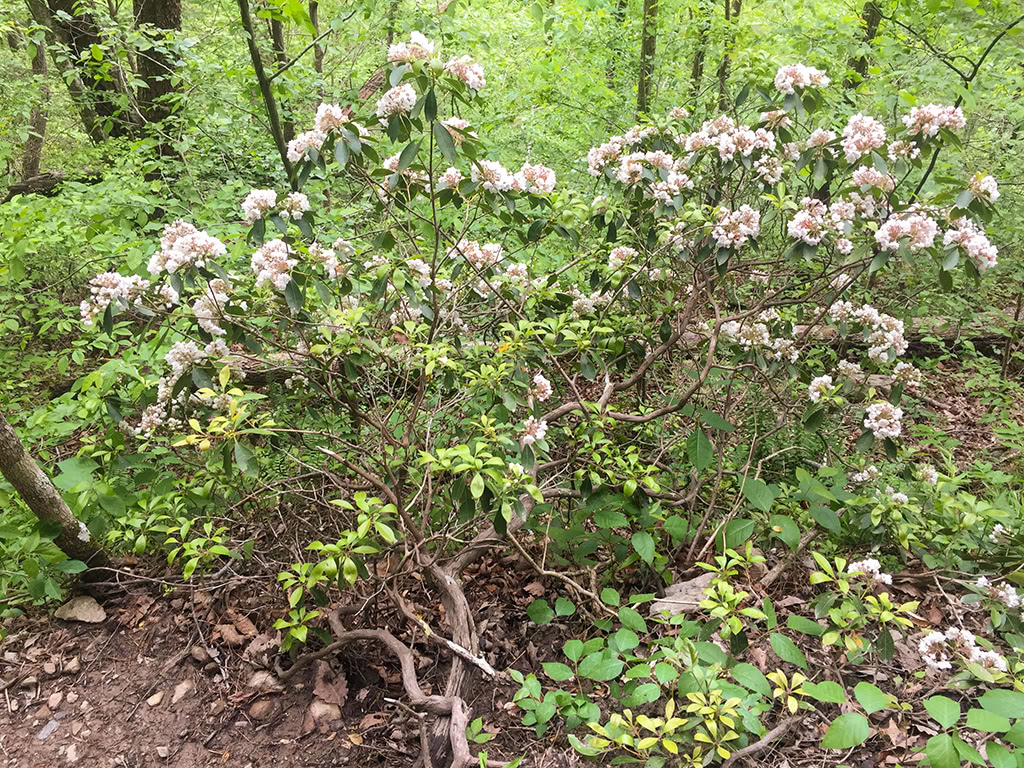 Flowers in Bloom on Spruce Flats Falls Hike