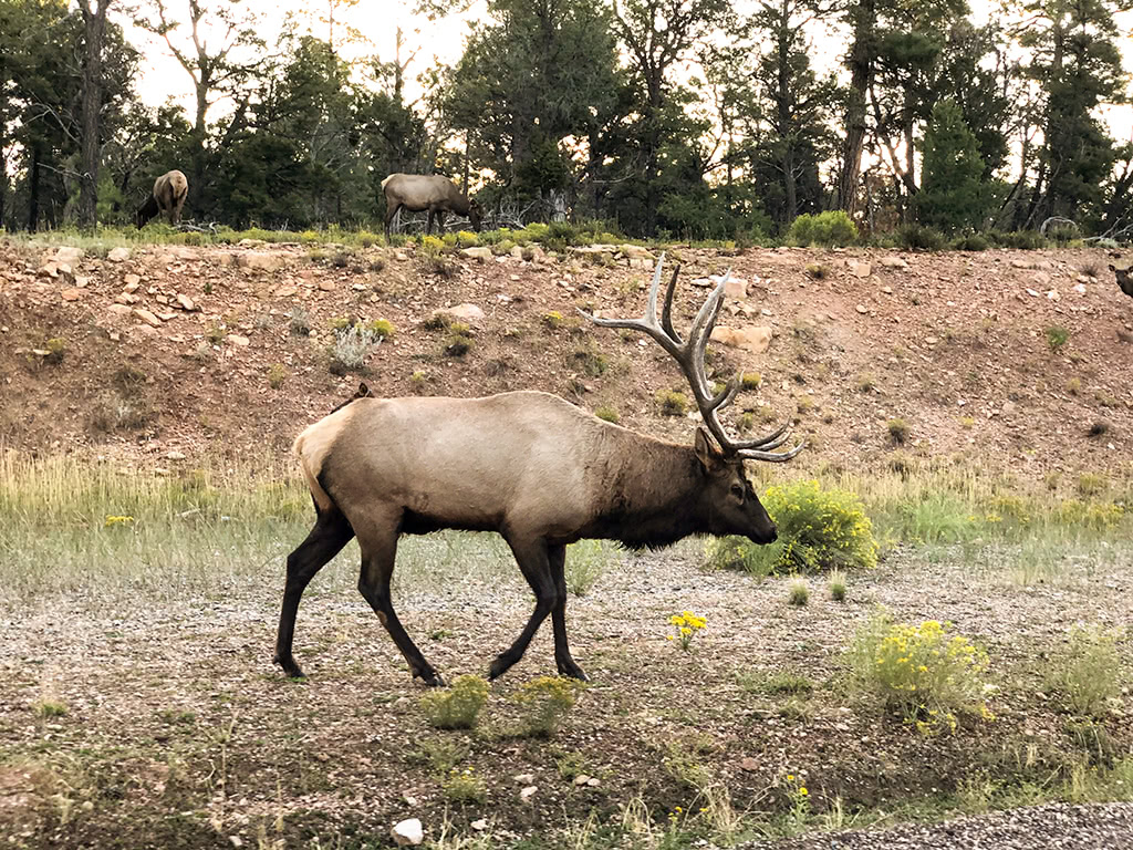 best things to do south rim grand canyon Elk