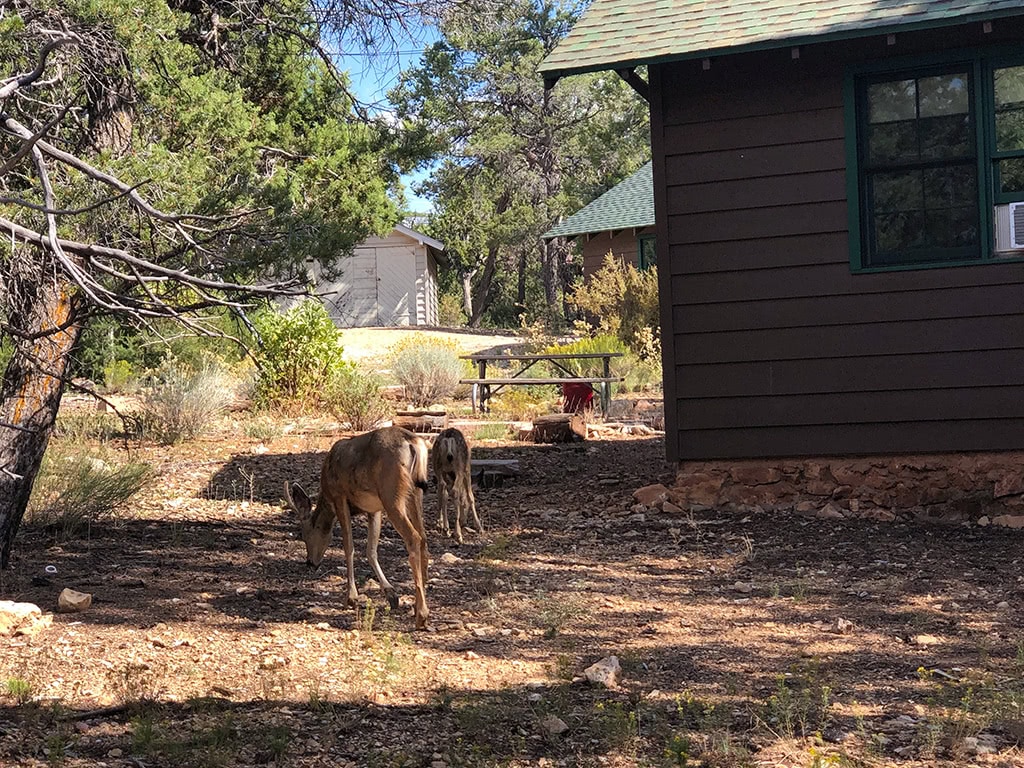 best things to do south rim grand canyon Mule Deer