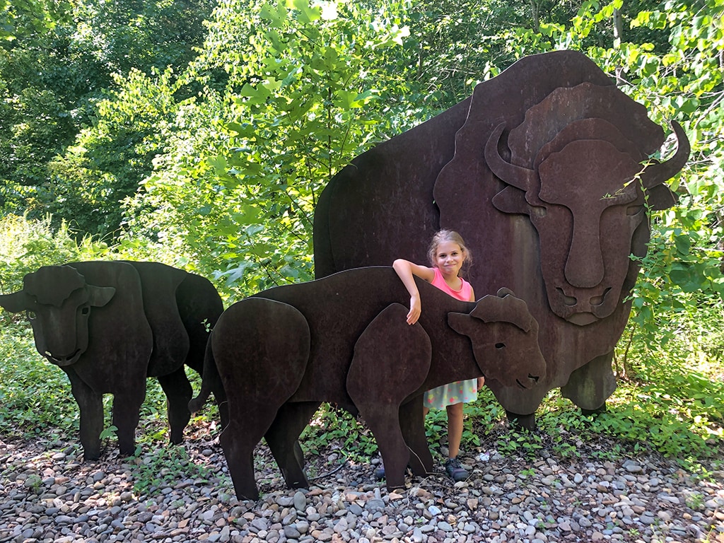 Buffalo at Cumberland Gap National Historical Park