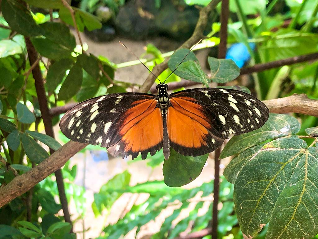Things to do in the Florida Keys with Kids Butterfly Museum
