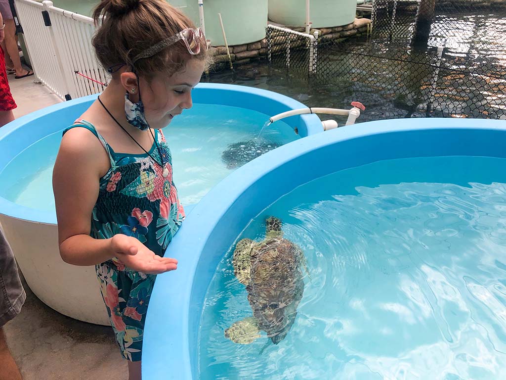 Things to do in the Florida Keys with Kids at Turtle Hospital