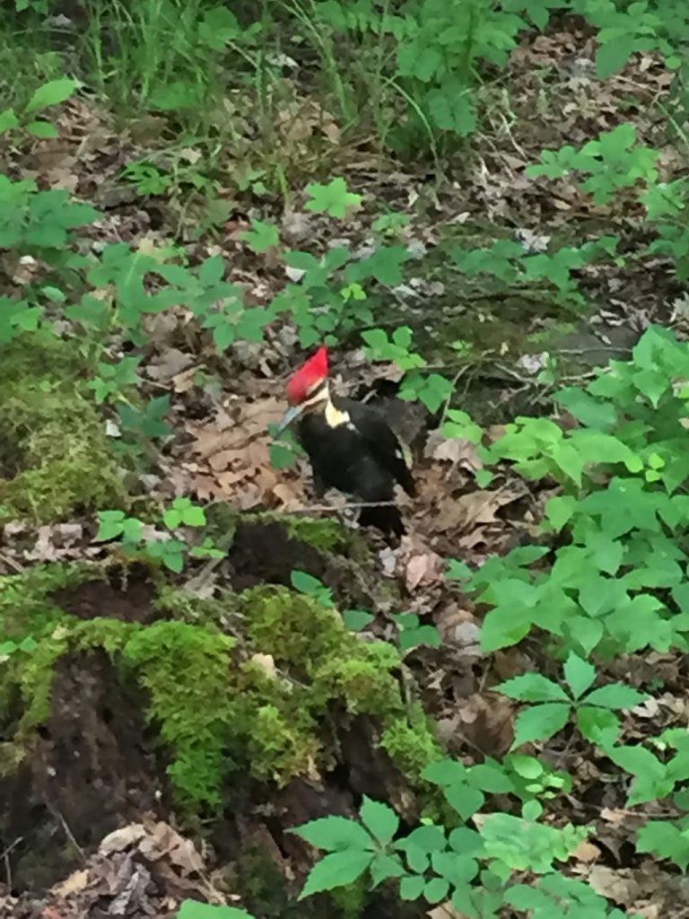 Pileated Woodpecker at Elkmont Campground Smoky Mountains