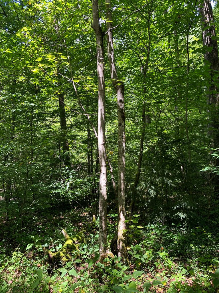Cataract Falls Smoky Mountains Twin Trees
