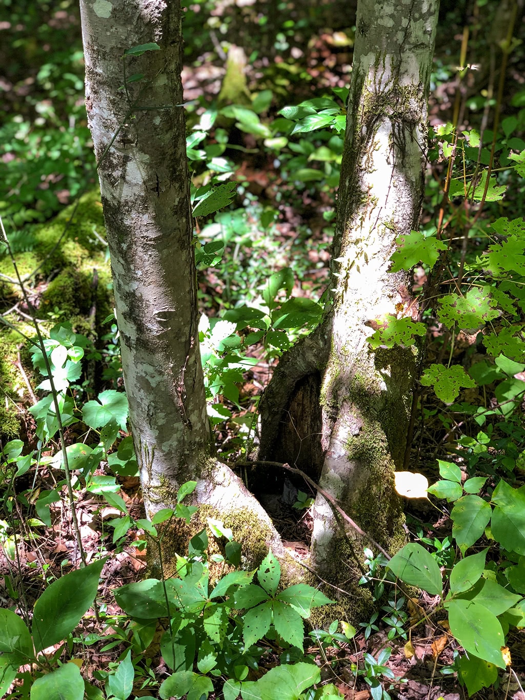 Cataract Falls in the Smoky Mountains - CaddyWampus Life