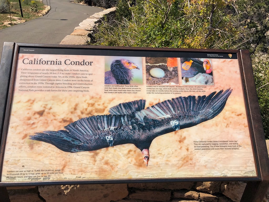 best things to do south rim grand canyon California Condor Sign