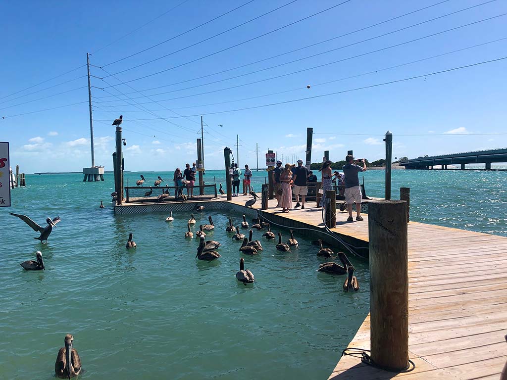 Things to do in the Florida Keys with Kids Robbies Marina