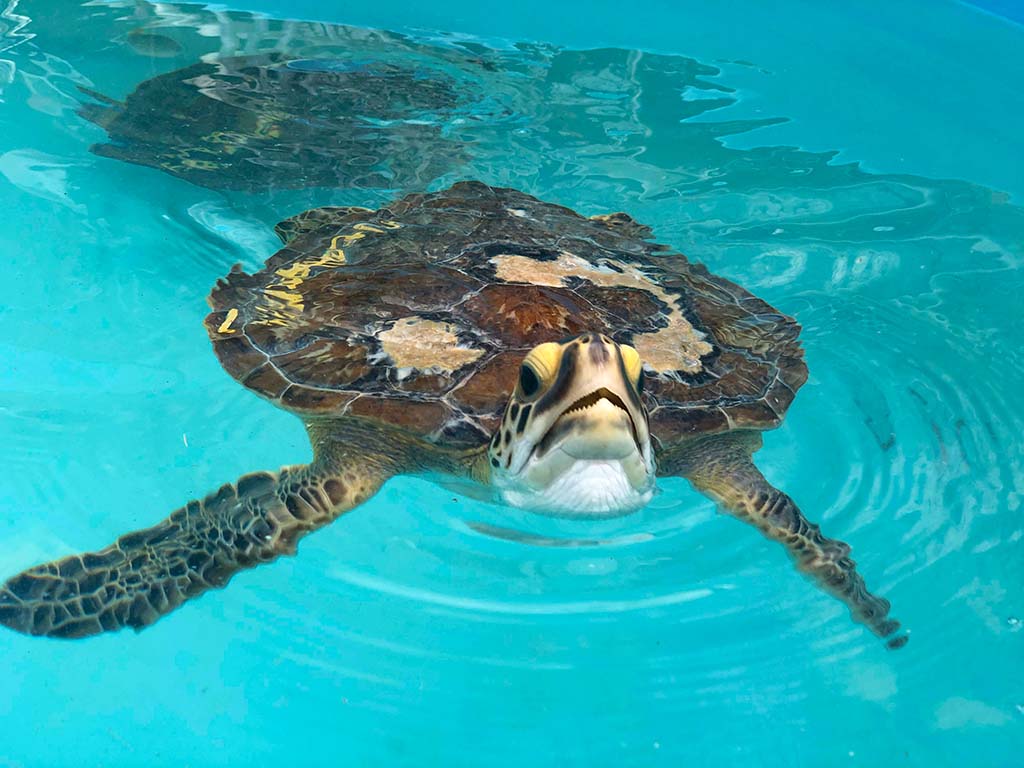 Things to do in the Florida Keys with Kids at Turtle Hospital